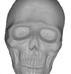 Vacuum Forming Mold - Human Skull 5”x8”